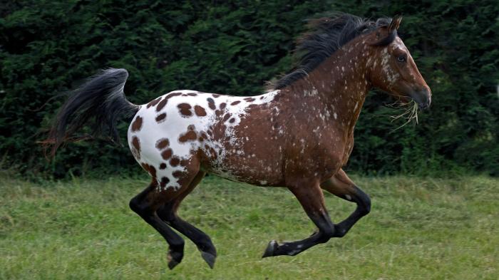 Appaloosa – mehr als nur eine Farbzucht